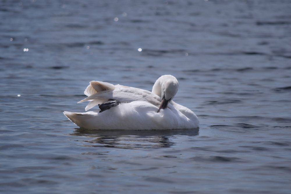 Photograph by Ирина Бехтерева