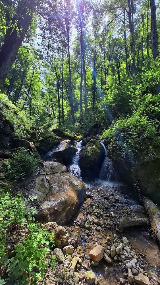 Whispers of the Forest Stream