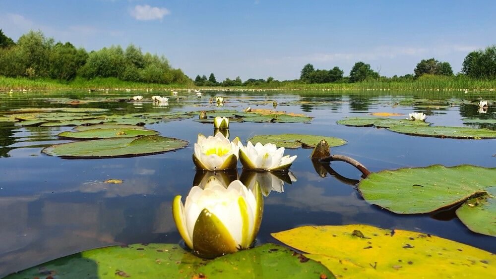 Photograph by Олег Черноокий