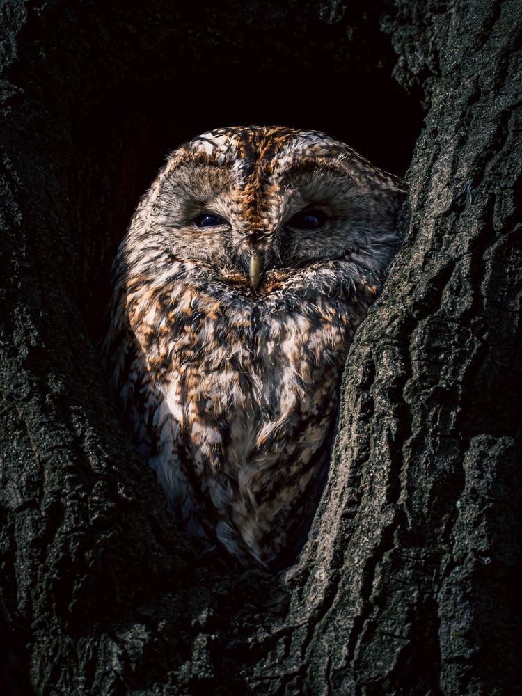 Photograph by Gergely Janovszky