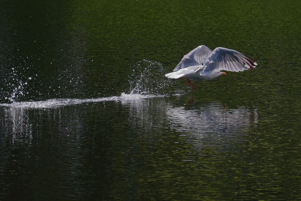 Серебристая чайка идёт на взлёт