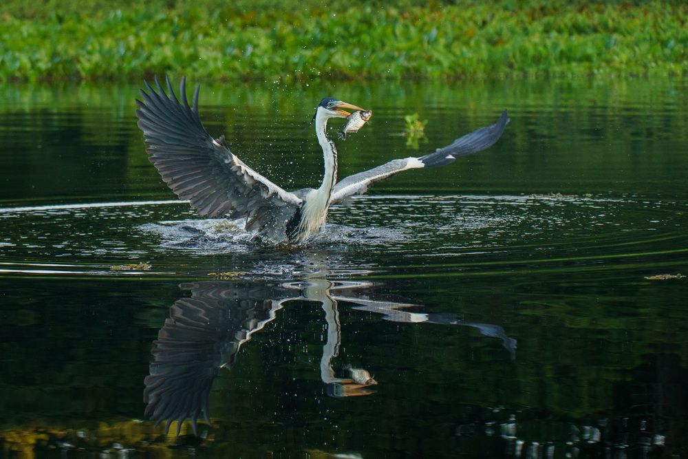 Сытный обед