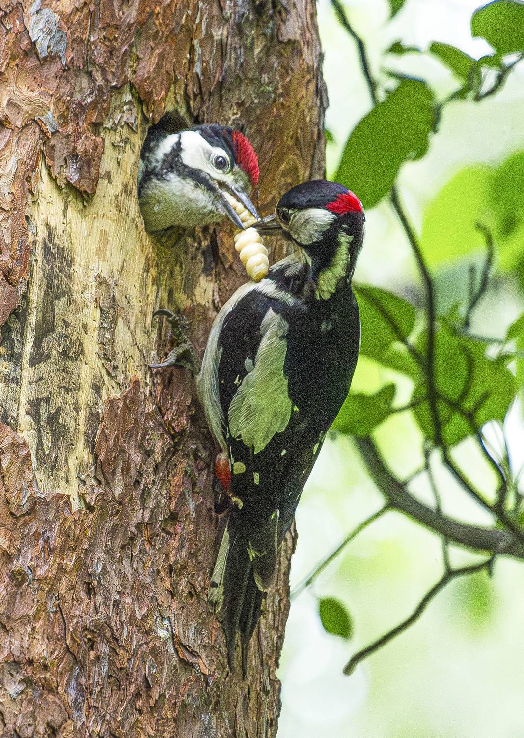 Фотография #13258730