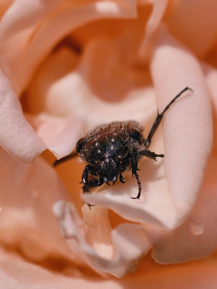 Photograph by Галина Бессуднова