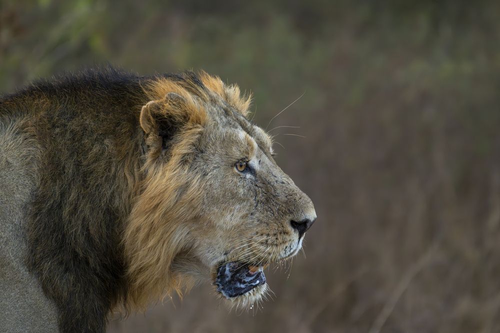 A Lion