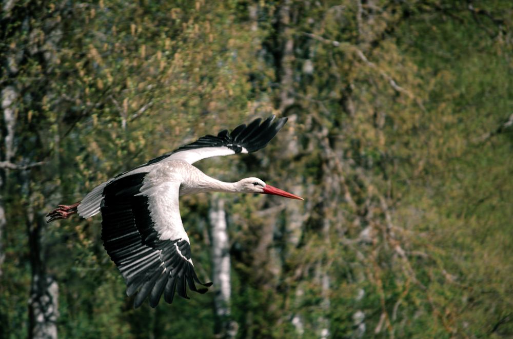 Фотография автора Олег Васильев