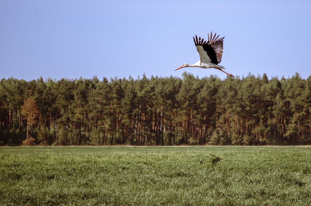 Фотография автора Олег Васильев