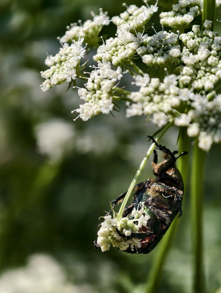 Photograph by Галина Бессуднова
