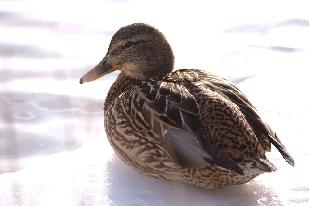 Photograph by Ирина Вассерлауф