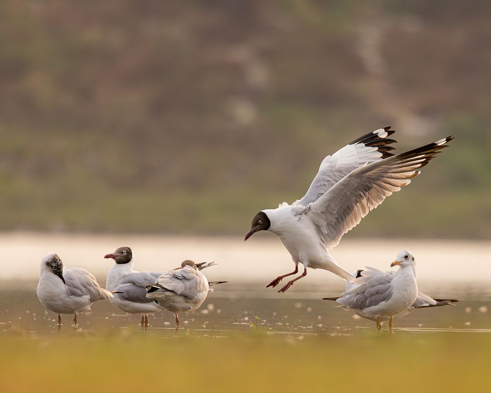 Photograph by Nikhil Parnandi