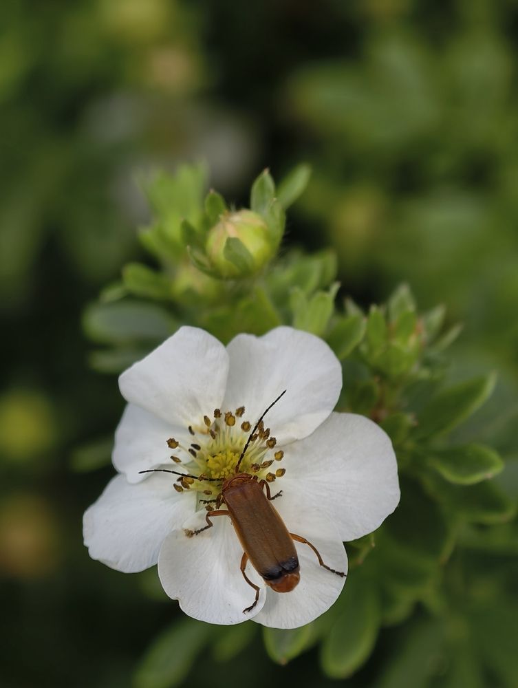 Photograph by Галина Бессуднова