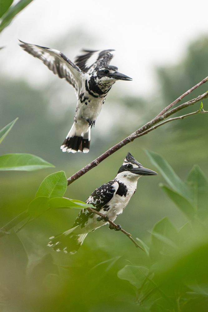 Photograph by Ranga Suriyage