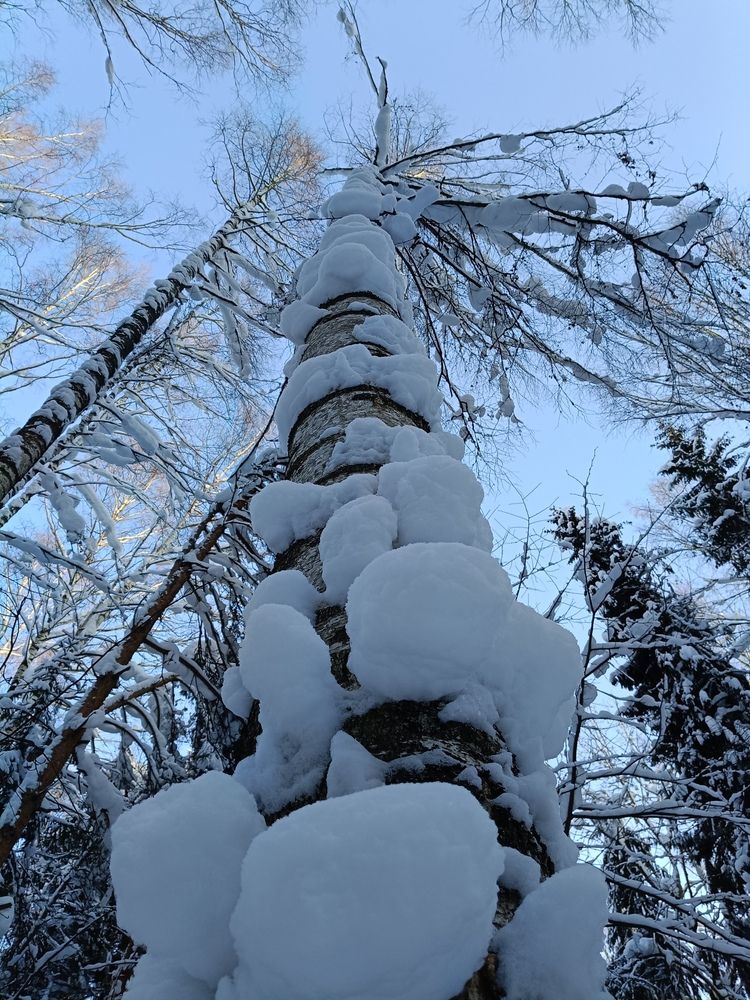 Заросшая снегом.