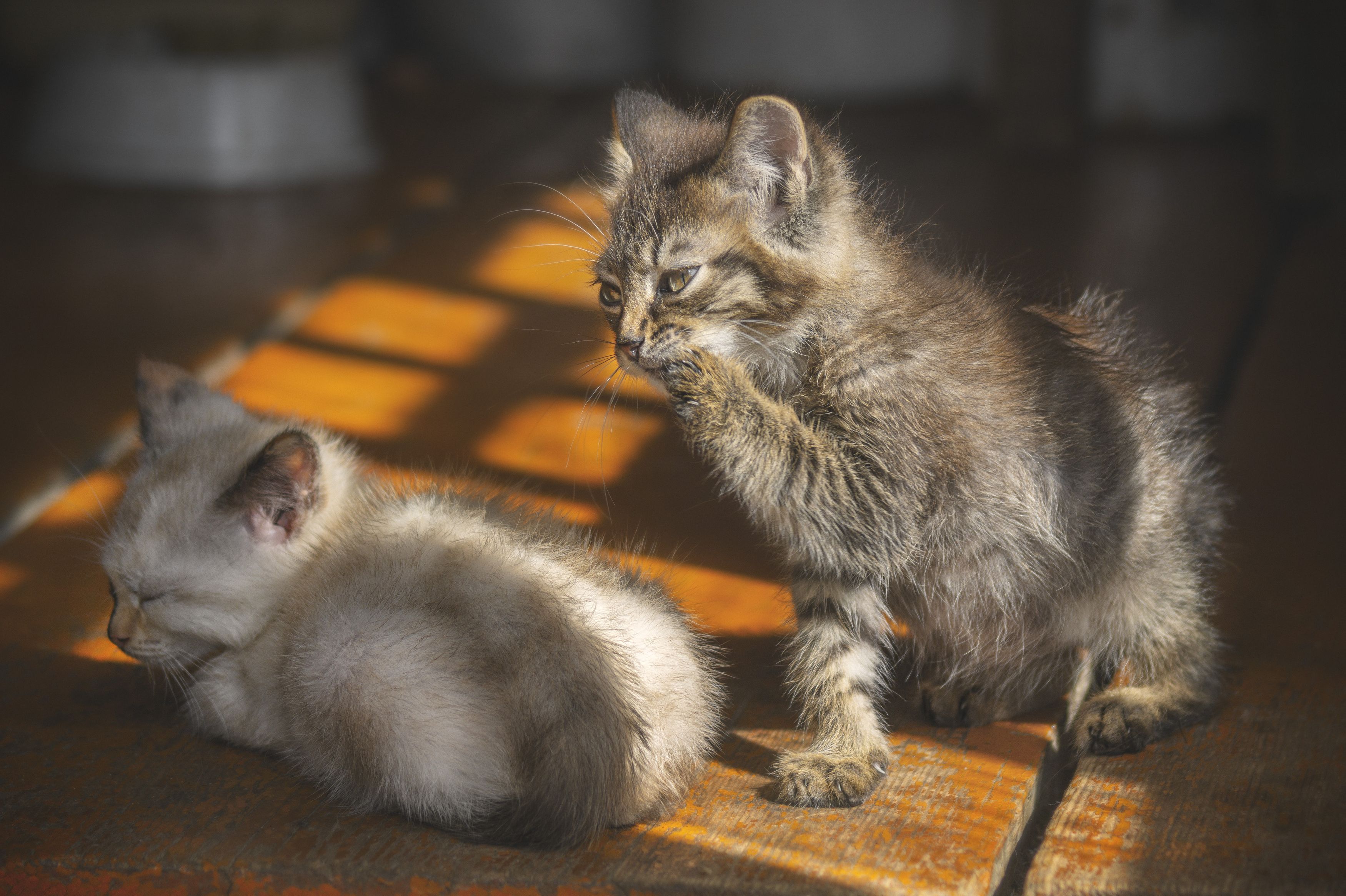 Жизнь деревенских котят.