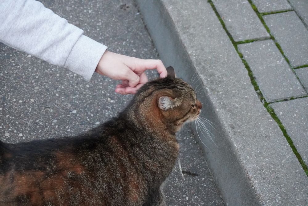 Photograph by Анастасия Мешкова