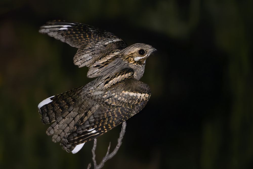 Photograph by Алексей Трубин