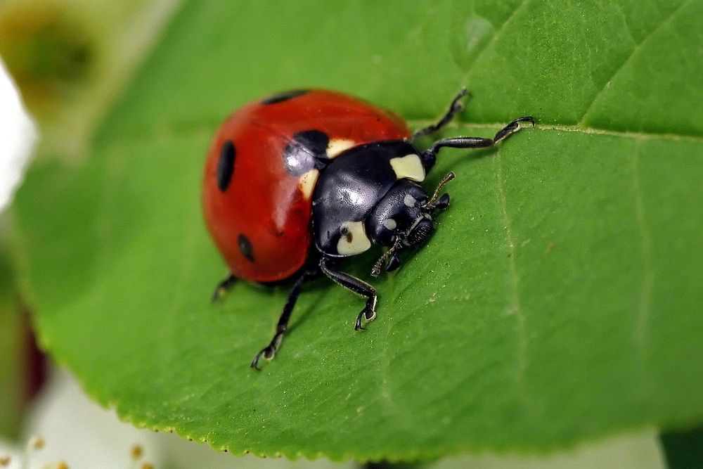Фотография автора Александр Челмодеев