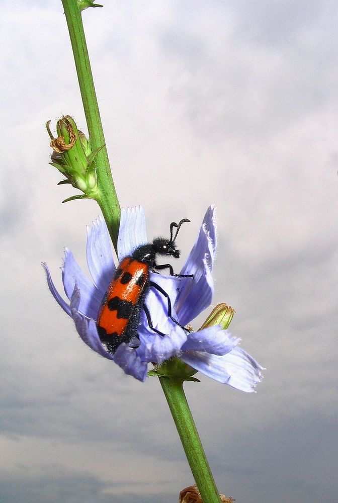 Фотография автора Александр Челмодеев