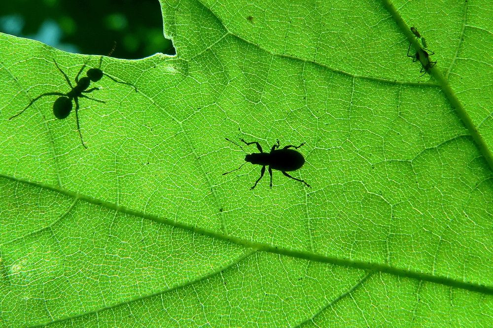 Фотография автора Александр Челмодеев
