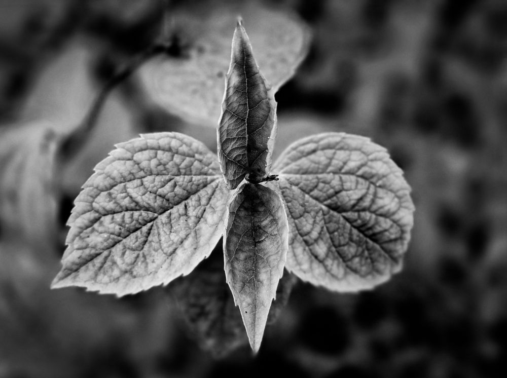 Photograph by Андрей Безгин