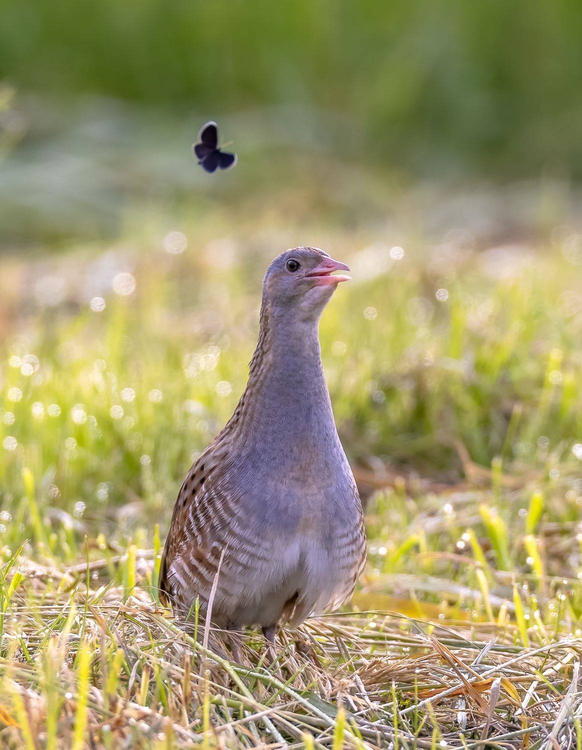 Коростель и бабочка.