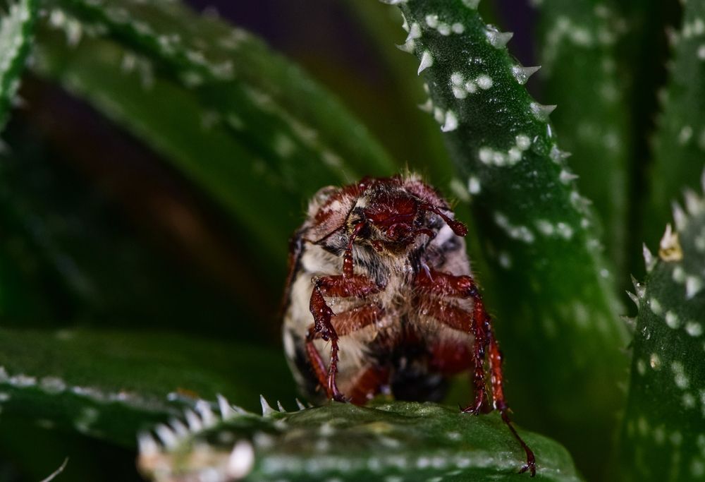 Фотография автора Tarasov Alexander