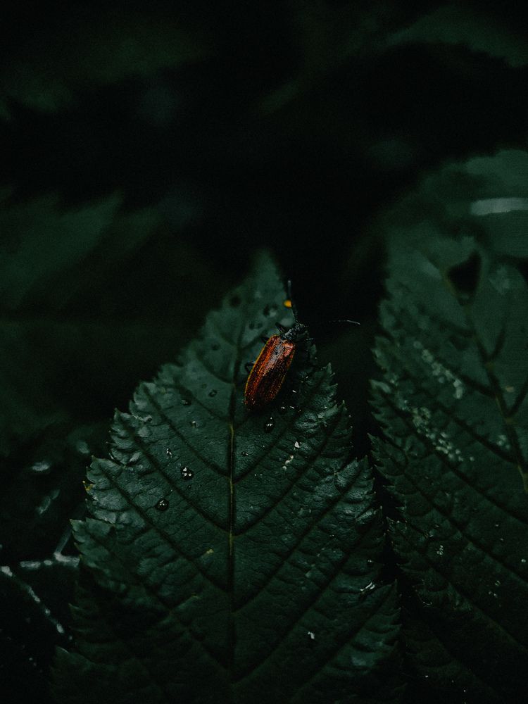 Photograph by Алиса Исаева