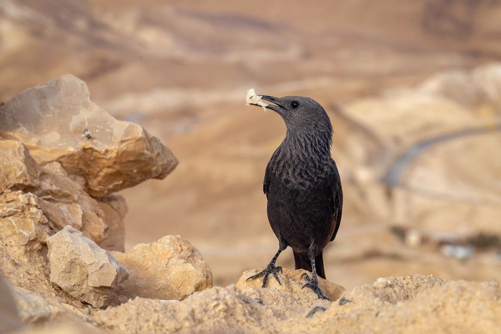 Тристрамов длиннохвостый скворец