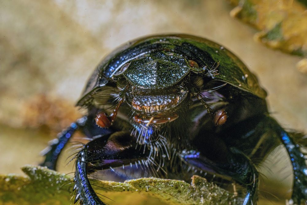 Фотография автора Ruslan Badykov