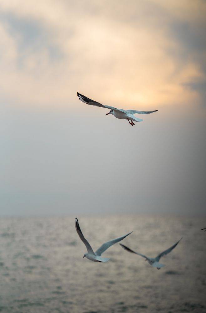 Photograph by Артём Гуцалюк