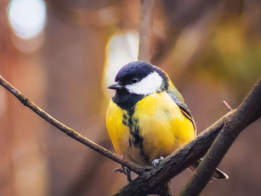 Photograph by Игорь Кабанов