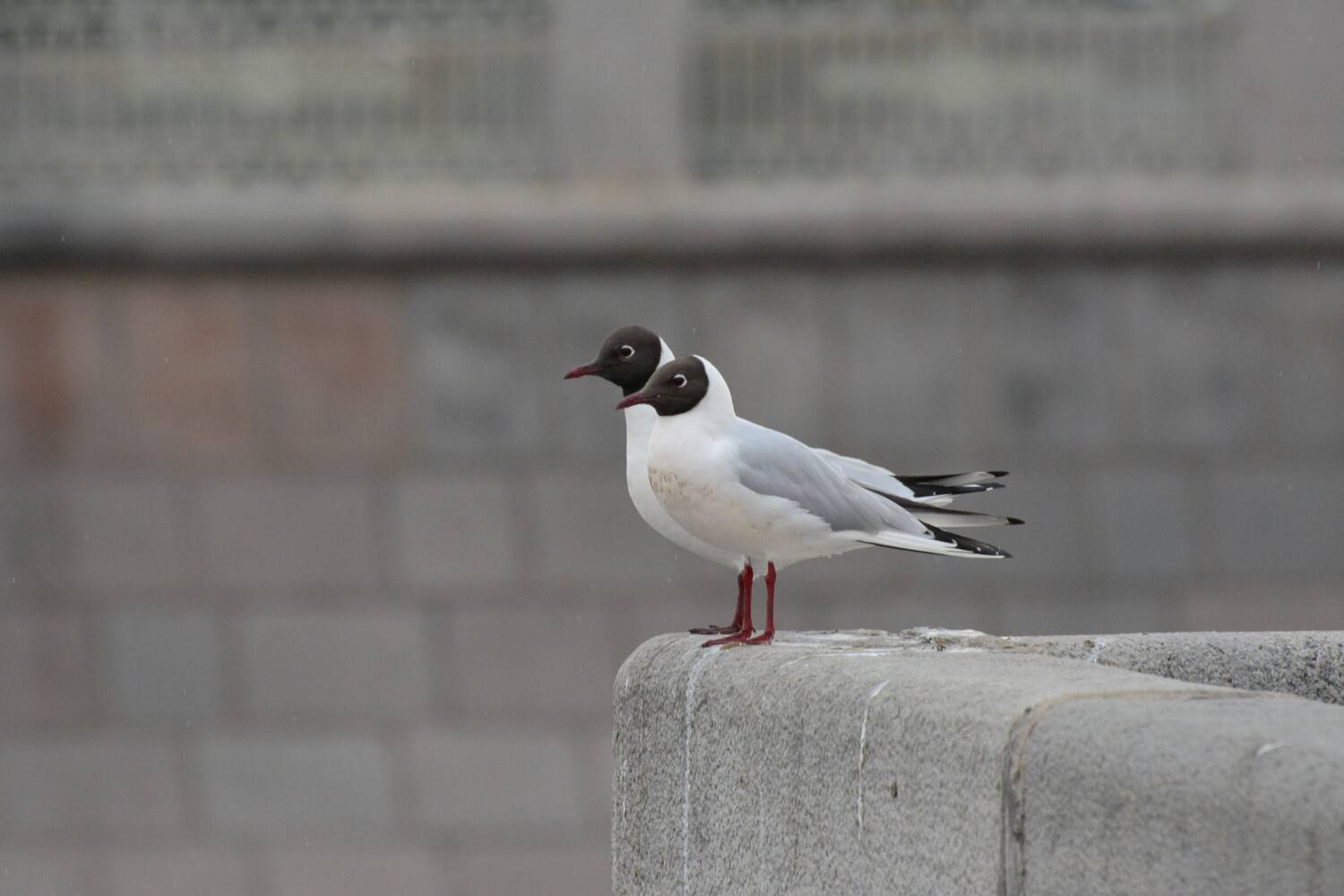 Photo #13259548