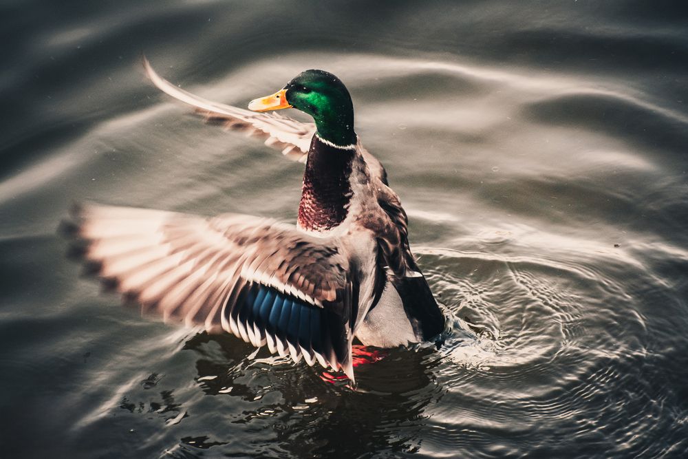 Photograph by Василий Шумкин