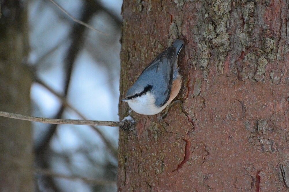 Photograph by Василий Шумкин