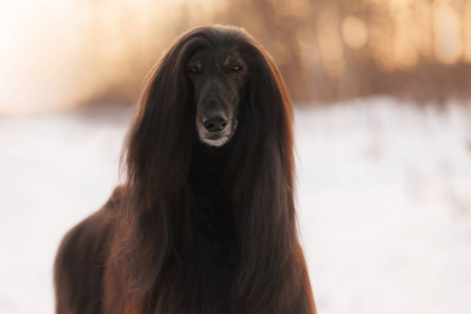 Фотография #13259701