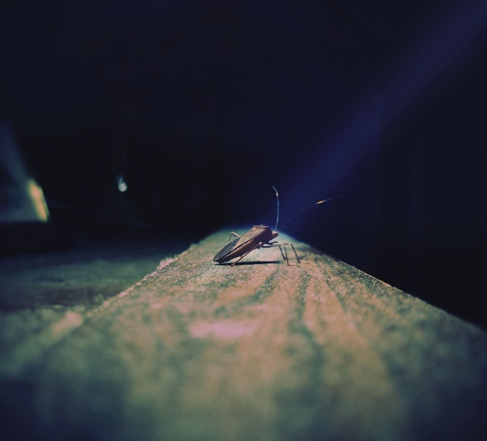 Photo #13259869