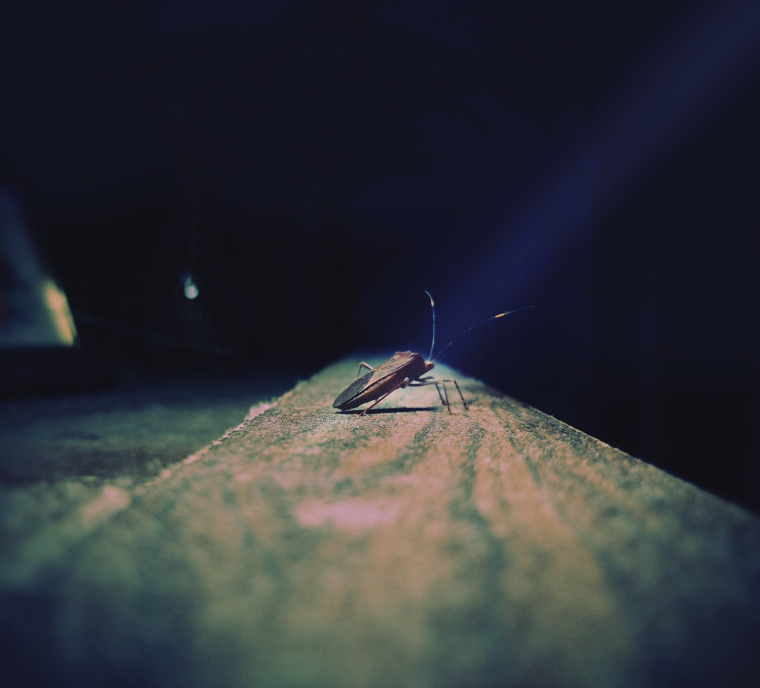 Photo #13259869