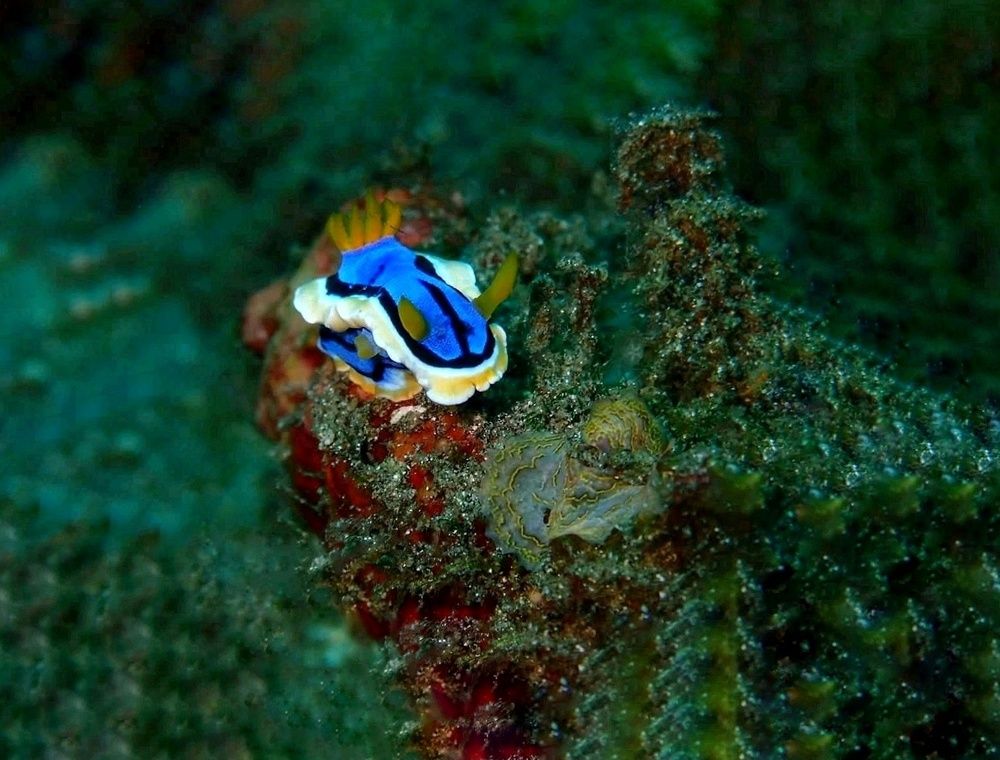 Tiny Life