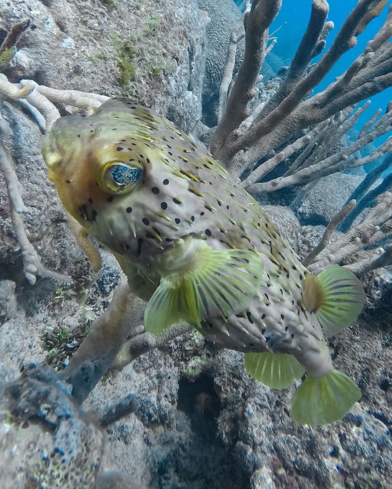 Rare pufferfish