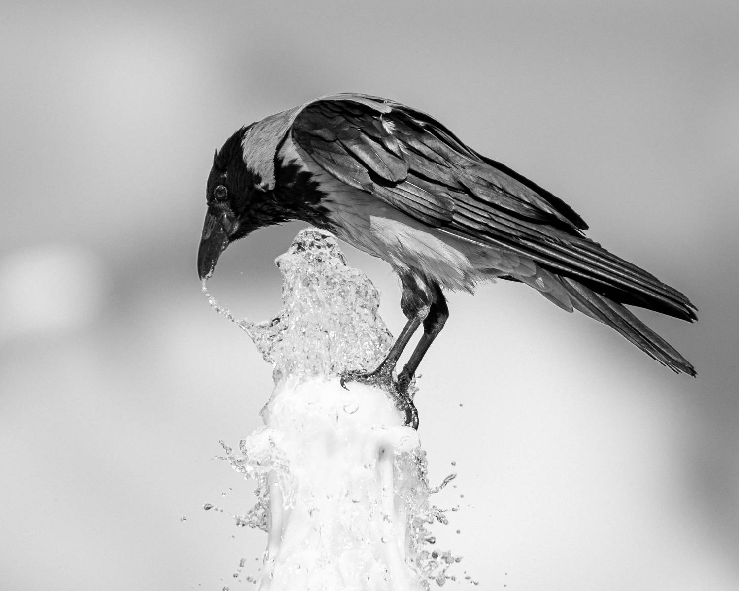 Фотография #13259974