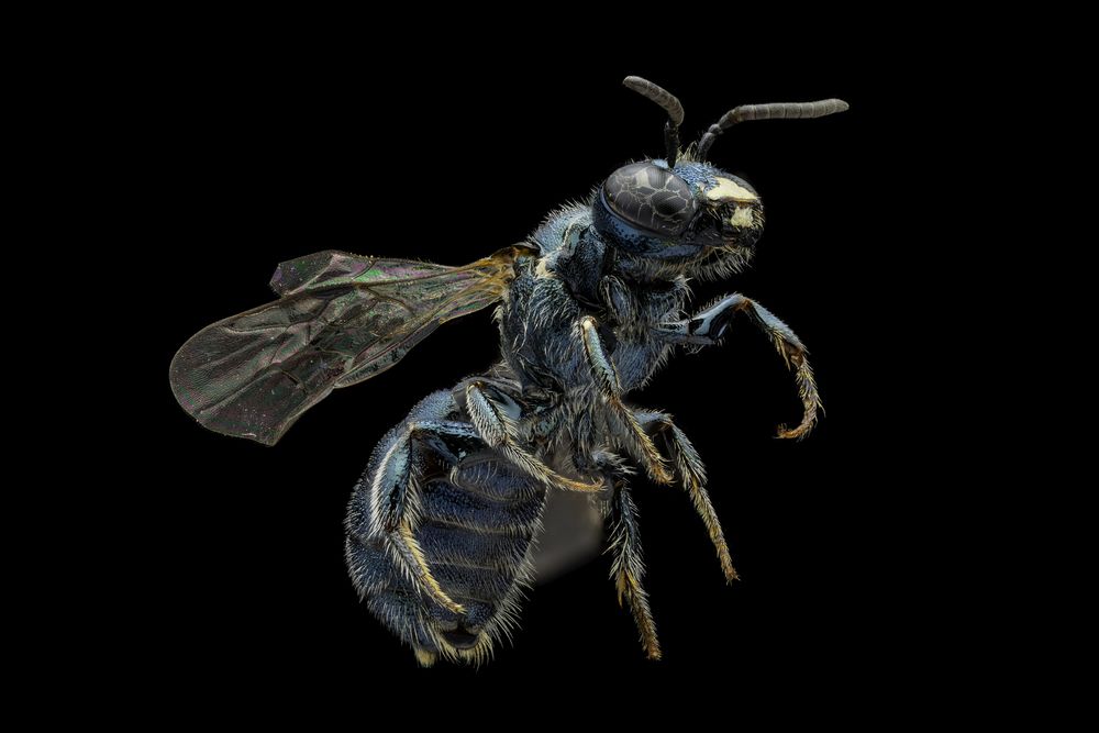 Spurred Ceratina