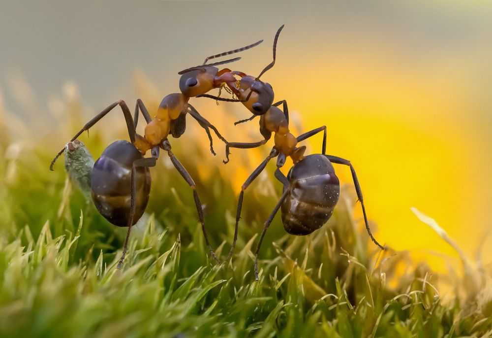 Trophallaxis