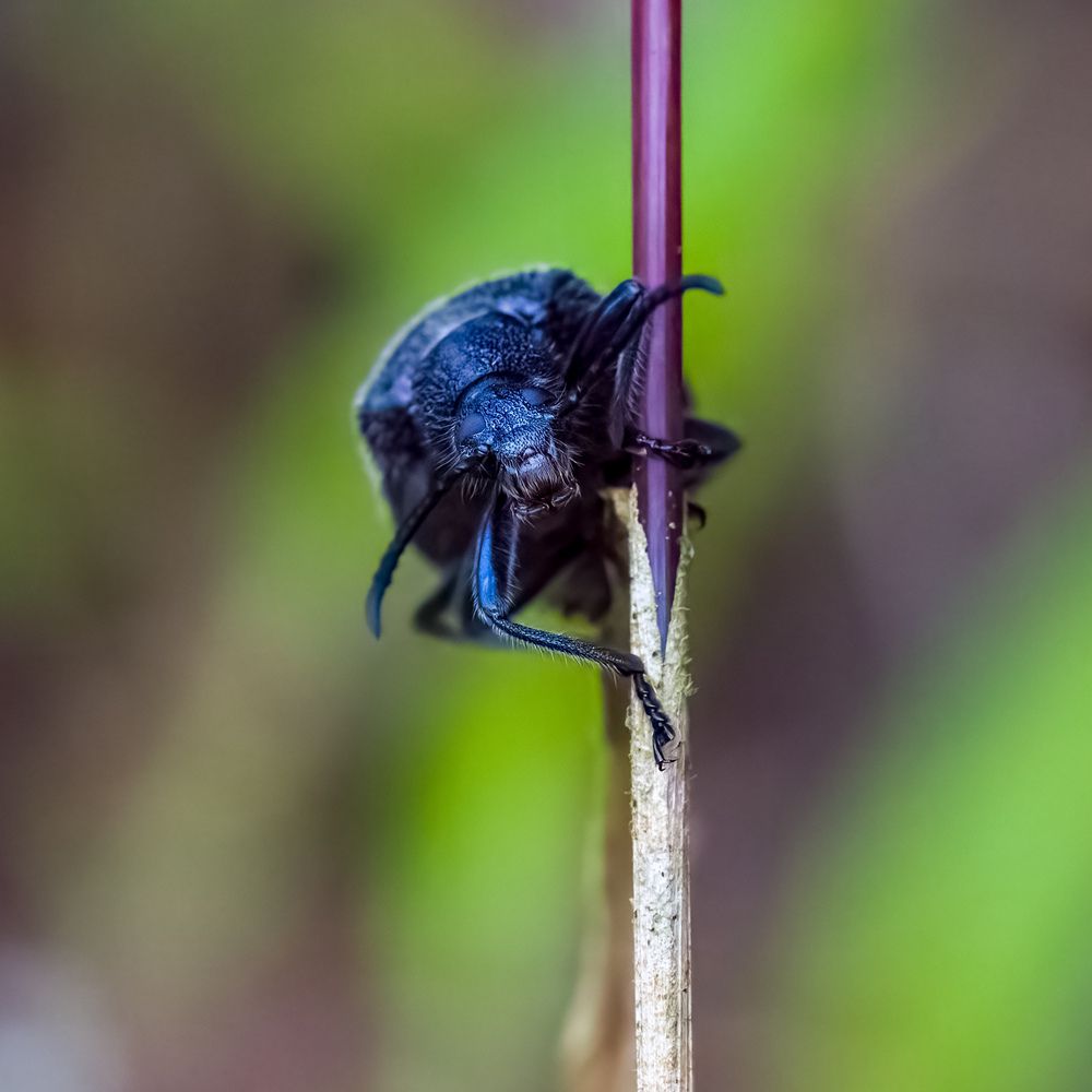 Фотография автора Wong Fei Hung