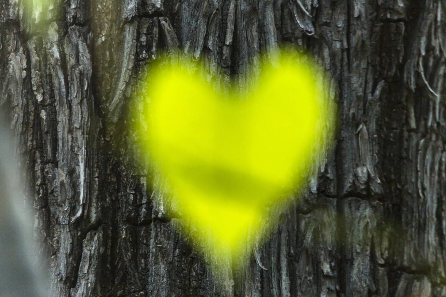 Photo #13260887
