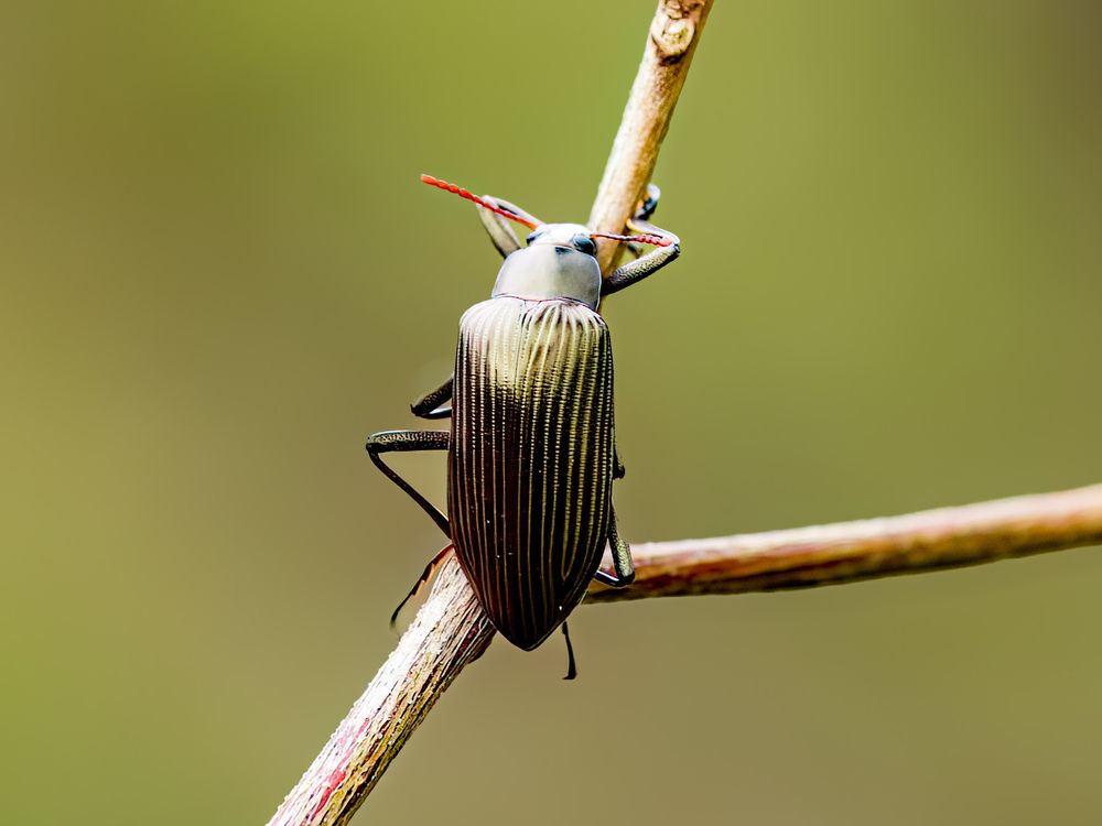 Фотография автора Wong Fei Hung