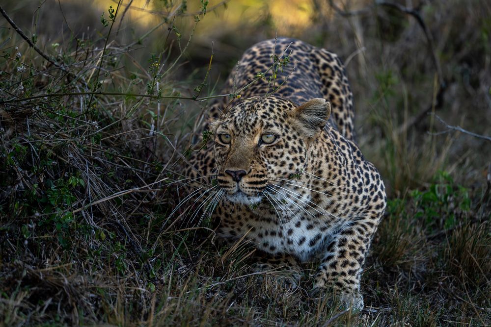 Photograph by ANOSH MATHEW