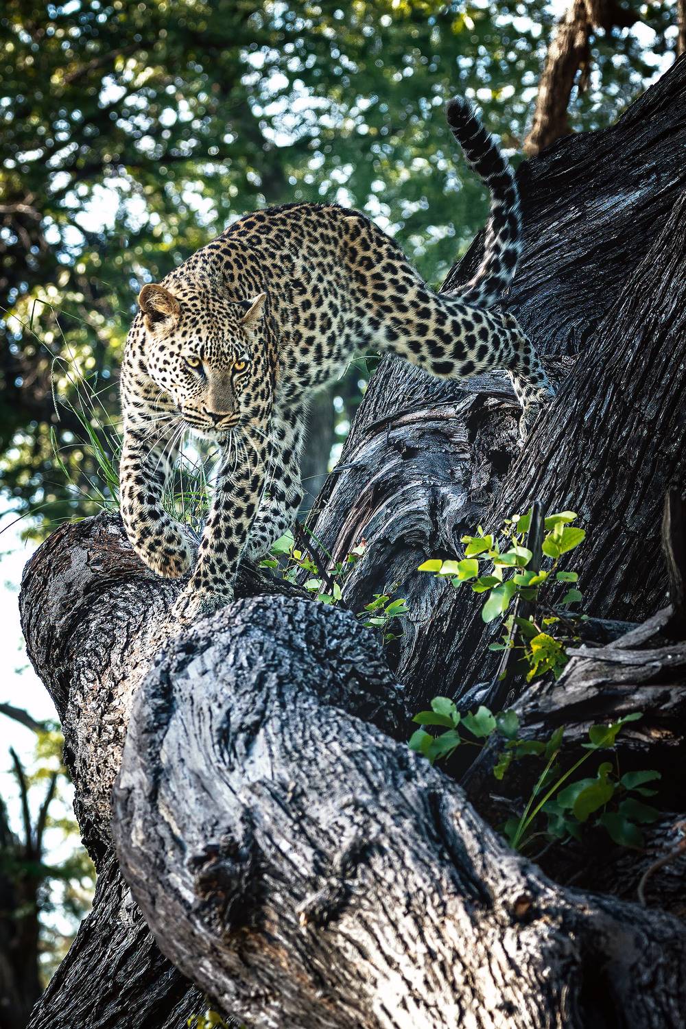 Silent Hunter