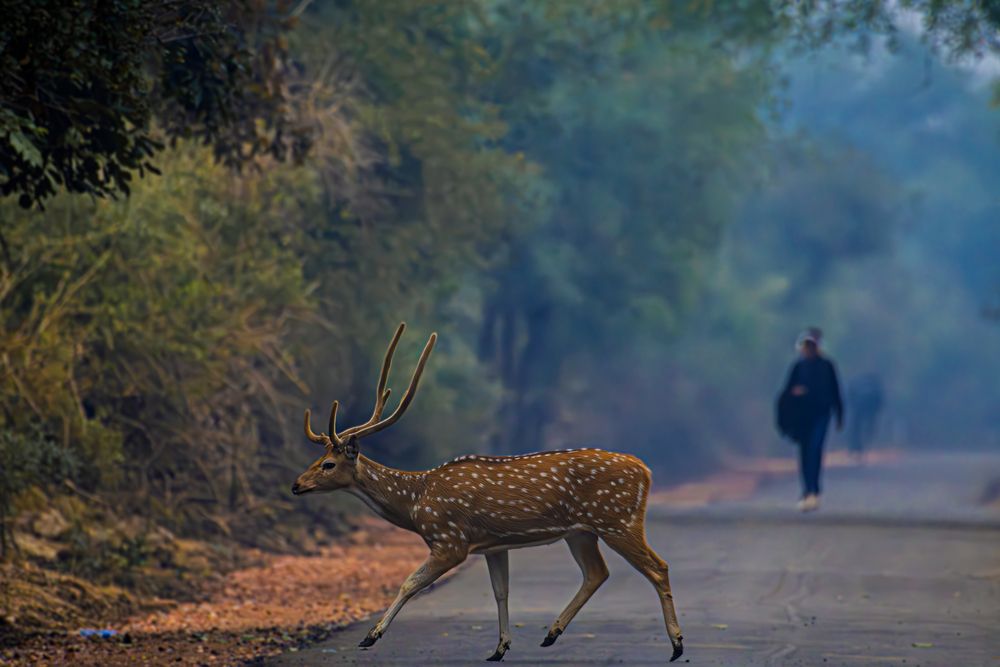 Photograph by Arpan Dutta