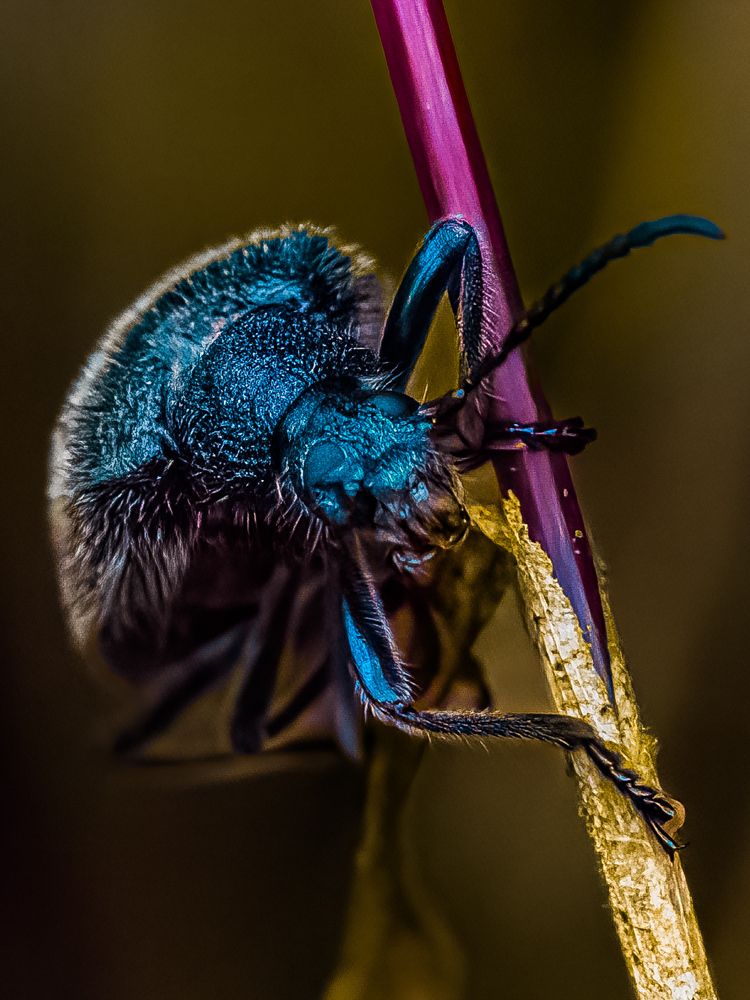 Фотография автора Wong Fei Hung