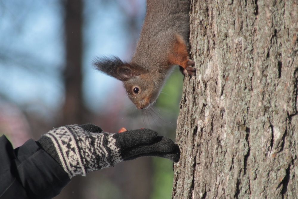 Photo #13261587